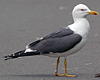 adult LBBG Dutch intergrade in September, ringed in the Netherlands. (85708 bytes)